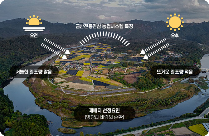 
										금산전통인삼 농업시스템 특징 : 지형이 인삼밭을 감싸고 있으며, '오전'에는 '서늘한 일조량 많음', '오후'에는 '뜨거운 일조량 적음'이라고 표시되어 있다. 하단에는 '재배지 선정 요인 (방향과 바람의 순환)'이라고 명시되어 있다.
									