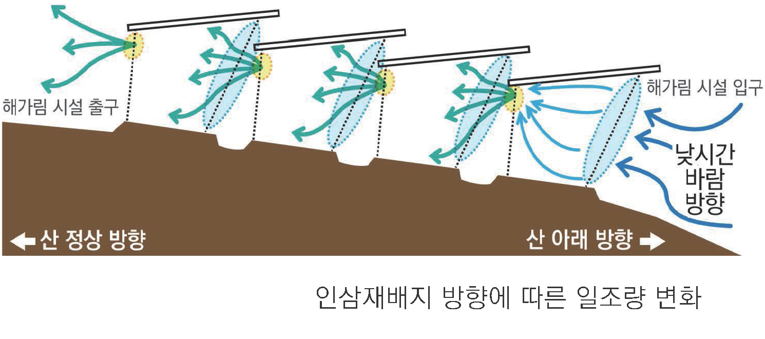 
									인삼 재배지 방향에 따른 일조량 변화
									해가림 시설의 입구와 출구를 통해 바람의 흐름과 태양광의 유입 변화를 보여줍니다.

									산 아래 방향에서 부는 낮 시간 바람은 해가림 시설 입구를 통해 안으로 유입되고,
									시설 내부를 거쳐 산 정상 방향의 해가림 시설 출구 쪽으로 나갑니다.
									시설이 겹쳐질수록 유입되는 빛의 양이 조절되며 인삼 생육 환경에 영향을 주는 모습을 시각적으로 나타냅니다.
								