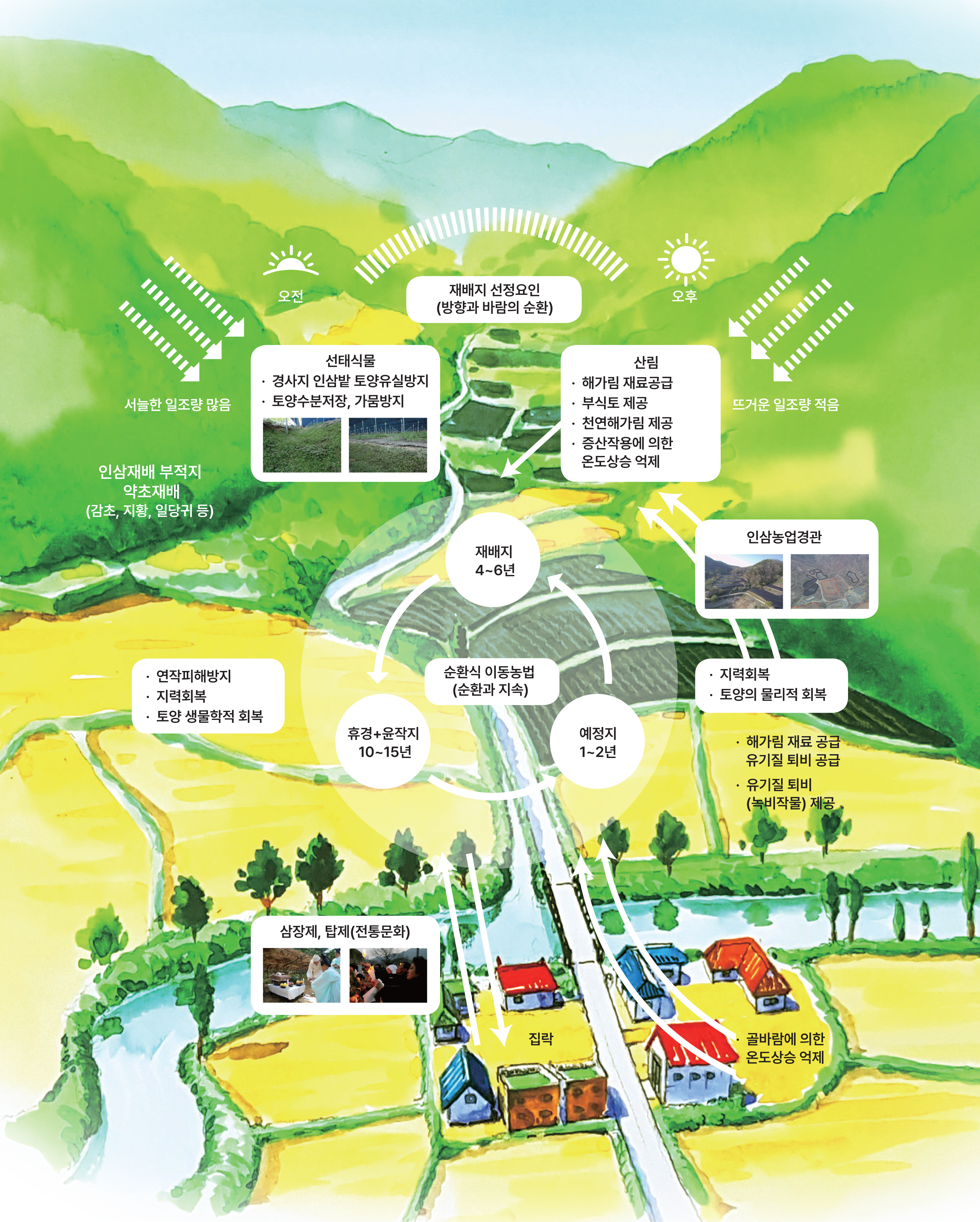 
									순환식 이동농법을 중심으로 한 금산 인삼 농업 시스템의 전경과 상세 메커니즘을 나타내며
									중앙에는 순환식 이동농법 (친환경 지속)을 중심으로
									인삼 재배 기간(4~6년),
									휴경 및 윤작 기간(10~15년),
									예정지 관리 기간(1~2년)이 원형 화살표로 연결되어 있습니다.

									주변에는 각 단계 및 요소들이 주는 효과가 설명되어 있습니다.

									재배 단계 (4~6년): '서늘한 일교차'와 '뜨거운 일조량'에 의해 '성립(해 가림, 차광막)'과 '선택적 이윤'이 발생하며, 인삼재배 부적지에서는 밭벼, 고추 등 타 작물을 재배합니다.
									휴경+윤작 단계 (10~15년): '연작 피해 방지', '지력 회복', '토양 생물학적 회복'에 기여합니다.
									예정지 단계 (1~2년): '자력 회복', '토양의 물리적 회복', '유기질 비료 공급' 등의 효과가 있습니다.
									집 주변에서는 곰팡이 포자에 의한 온도 상승 억제 효과가 발생합니다.
								