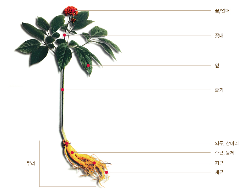 
													고려인삼의 형태.
													위에서부터 아래로 각 부분이 선으로 연결되어 명칭이 설명되어 있습니다.

													지상부:
													꽃/열매
													꽃대
													잎
													줄기

													지하부 (뿌리):
													뇌두, 삼머리
													주근, 동체
													지근
													세근
												
